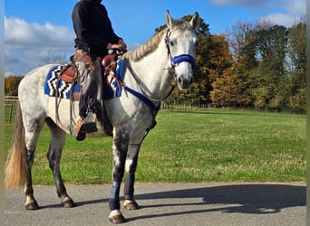 Más ponis/caballos pequeños, Caballo castrado, 9 años, 154 cm, Tordo