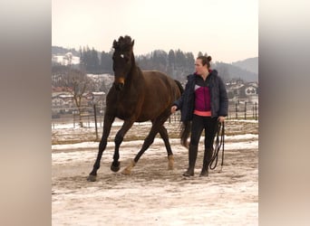 Más ponis/caballos pequeños, Caballo castrado, 9 años, 155 cm, Negro