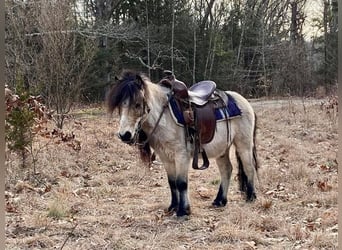 Más ponis/caballos pequeños, Caballo castrado, 9 años, 81 cm, Buckskin/Bayo