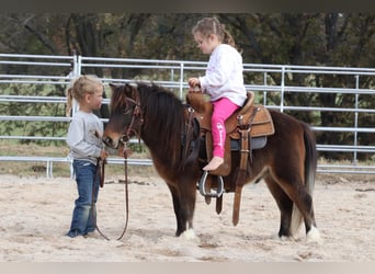 Más ponis/caballos pequeños, Caballo castrado, 9 años, 86 cm, Castaño rojizo