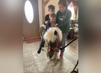 Más ponis/caballos pequeños, Caballo castrado, 9 años, 91 cm, Alazán rojizo