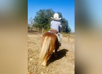 Más ponis/caballos pequeños, Caballo castrado, 9 años, 91 cm, Alazán rojizo