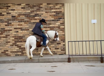 Más ponis/caballos pequeños, Caballo castrado, 9 años, Alazán rojizo