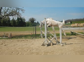 Más ponis/caballos pequeños, Semental, 10 años, 145 cm, Cremello