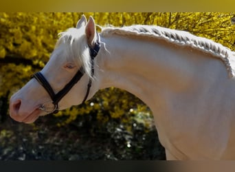 Más ponis/caballos pequeños, Semental, 10 años, 145 cm, Cremello