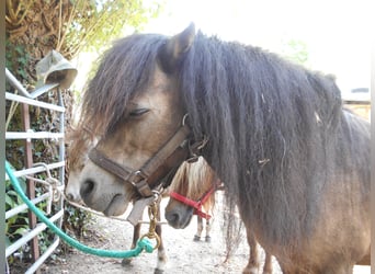 Más ponis/caballos pequeños, Semental, 10 años, 80 cm, Castaño