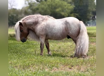 Más ponis/caballos pequeños, Semental, 11 años, 84 cm, Ruano alazán