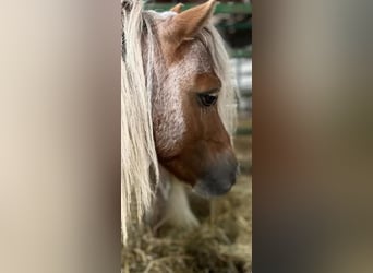 Más ponis/caballos pequeños, Semental, 11 años, 84 cm, Ruano alazán