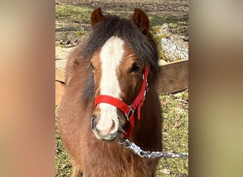 Más ponis/caballos pequeños, Semental, 1 año, 112 cm, Castaño