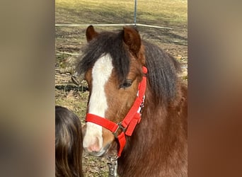 Más ponis/caballos pequeños, Semental, 1 año, 112 cm, Castaño