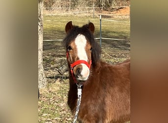 Más ponis/caballos pequeños, Semental, 1 año, 112 cm, Castaño