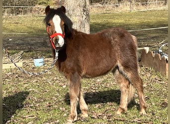 Más ponis/caballos pequeños, Semental, 1 año, 112 cm, Castaño