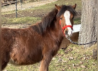 Más ponis/caballos pequeños, Semental, 1 año, 112 cm, Castaño