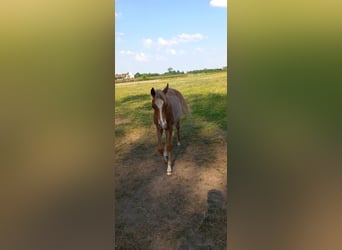 Más ponis/caballos pequeños, Semental, 1 año, 135 cm, Musgo