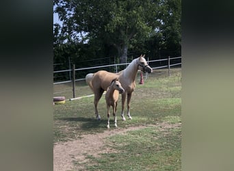 Más ponis/caballos pequeños, Semental, 1 año, 143 cm, Buckskin/Bayo