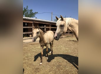 Más ponis/caballos pequeños, Semental, 1 año, 143 cm, Buckskin/Bayo