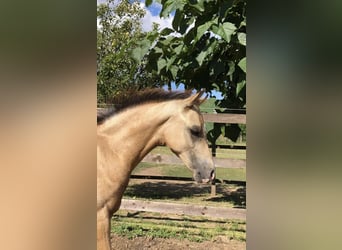 Más ponis/caballos pequeños, Semental, 1 año, 143 cm, Buckskin/Bayo