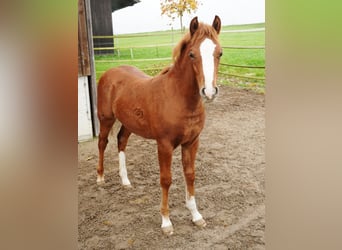 Más ponis/caballos pequeños, Semental, 1 año, 145 cm, Alazán