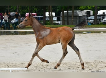 Más ponis/caballos pequeños, Semental, 1 año, 145 cm, Tordo rodado