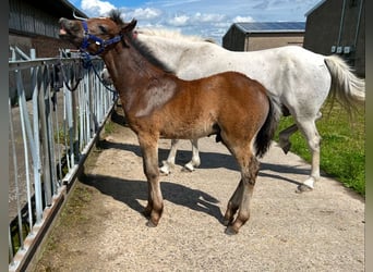 Más ponis/caballos pequeños, Semental, 1 año, 145 cm, Tordo rodado