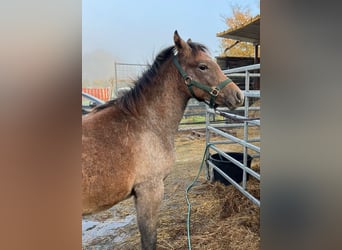 Más ponis/caballos pequeños, Semental, 1 año, 145 cm, Tordo rodado