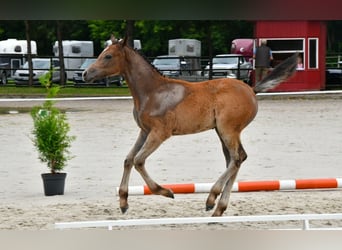 Más ponis/caballos pequeños, Semental, 1 año, 145 cm, Tordo rodado