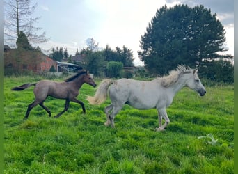 Más ponis/caballos pequeños, Semental, 1 año, 145 cm, Tordo rodado