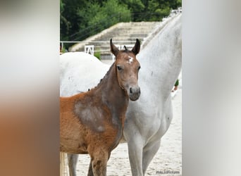 Más ponis/caballos pequeños, Semental, 1 año, 145 cm, Tordo rodado