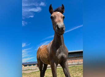 Más ponis/caballos pequeños, Semental, 1 año, 145 cm, Tordo rodado