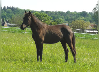 Más ponis/caballos pequeños, Semental, 1 año, 150 cm, Castaño oscuro