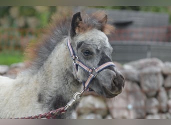 Más ponis/caballos pequeños, Semental, 1 año, 85 cm, Atigrado/Moteado