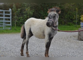 Más ponis/caballos pequeños, Semental, 1 año, 85 cm, Atigrado/Moteado