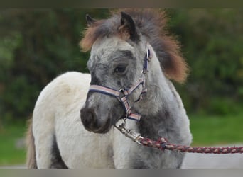 Más ponis/caballos pequeños, Semental, 1 año, 85 cm, Atigrado/Moteado