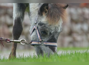 Más ponis/caballos pequeños, Semental, 1 año, 85 cm, Atigrado/Moteado