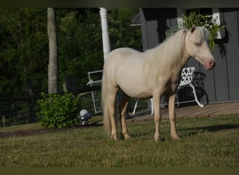 Más ponis/caballos pequeños, Semental, 1 año, 86 cm, Cremello