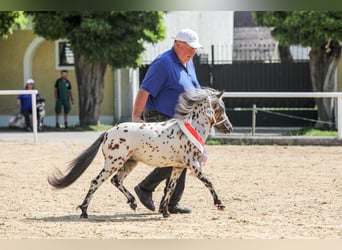 Más ponis/caballos pequeños, Semental, 1 año, 88 cm, Atigrado/Moteado