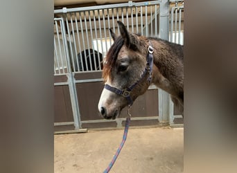 Más ponis/caballos pequeños, Semental, 1 año