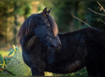 Más ponis/caballos pequeños Mestizo, Semental, 1 año, Negro