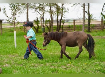 Más ponis/caballos pequeños, Semental, 2 años, 61 cm, Grullo