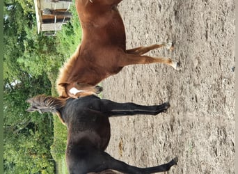 Más ponis/caballos pequeños, Semental, 3 años, 140 cm, Alazán