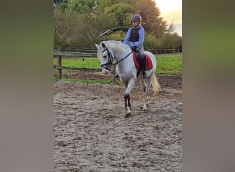 Más ponis/caballos pequeños, Semental, 3 años, 146 cm, Tordo picazo