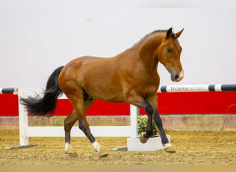 Más ponis/caballos pequeños, Semental, 3 años, 147 cm, Castaño