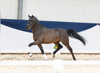 Más ponis/caballos pequeños, Semental, 4 años, 146 cm, Castaño oscuro