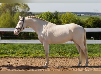 Más ponis/caballos pequeños, Semental, 4 años, 148 cm, Perlino