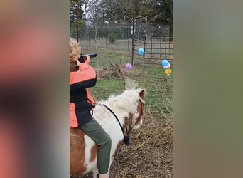 Más ponis/caballos pequeños, Semental, 4 años, 86 cm, Tobiano-todas las-capas