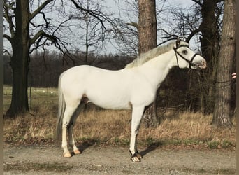 Más ponis/caballos pequeños, Semental, 5 años, 137 cm, Atigrado/Moteado