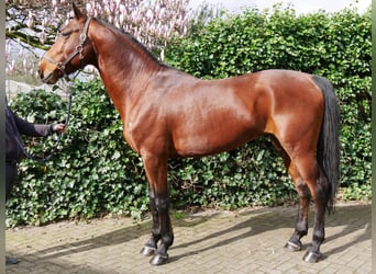 Más ponis/caballos pequeños, Semental, 6 años, 160 cm