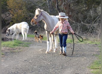 Más ponis/caballos pequeños, Semental, Potro (01/2024), 114 cm, Bayo