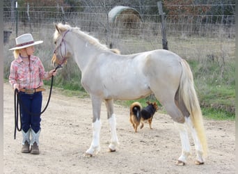 Más ponis/caballos pequeños, Semental, Potro (01/2024), 114 cm, Bayo