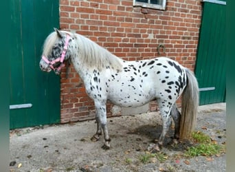 Más ponis/caballos pequeños, Yegua, 10 años, 100 cm, Atigrado/Moteado